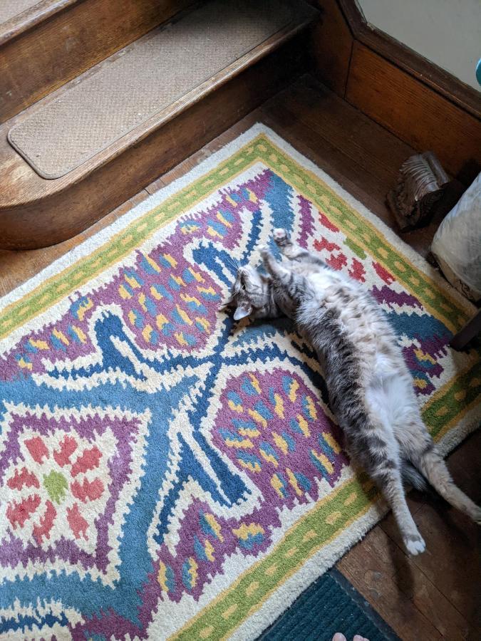 布拉特尔伯勒The One Cat住宿加早餐旅馆 外观 照片