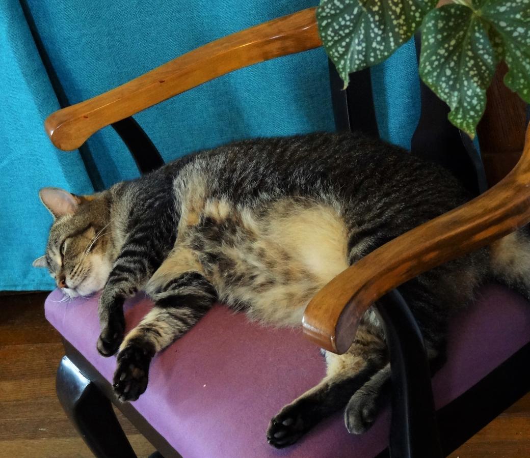 布拉特尔伯勒The One Cat住宿加早餐旅馆 外观 照片
